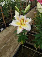 [4496 PO84 LUN 3284 No01.JPG]